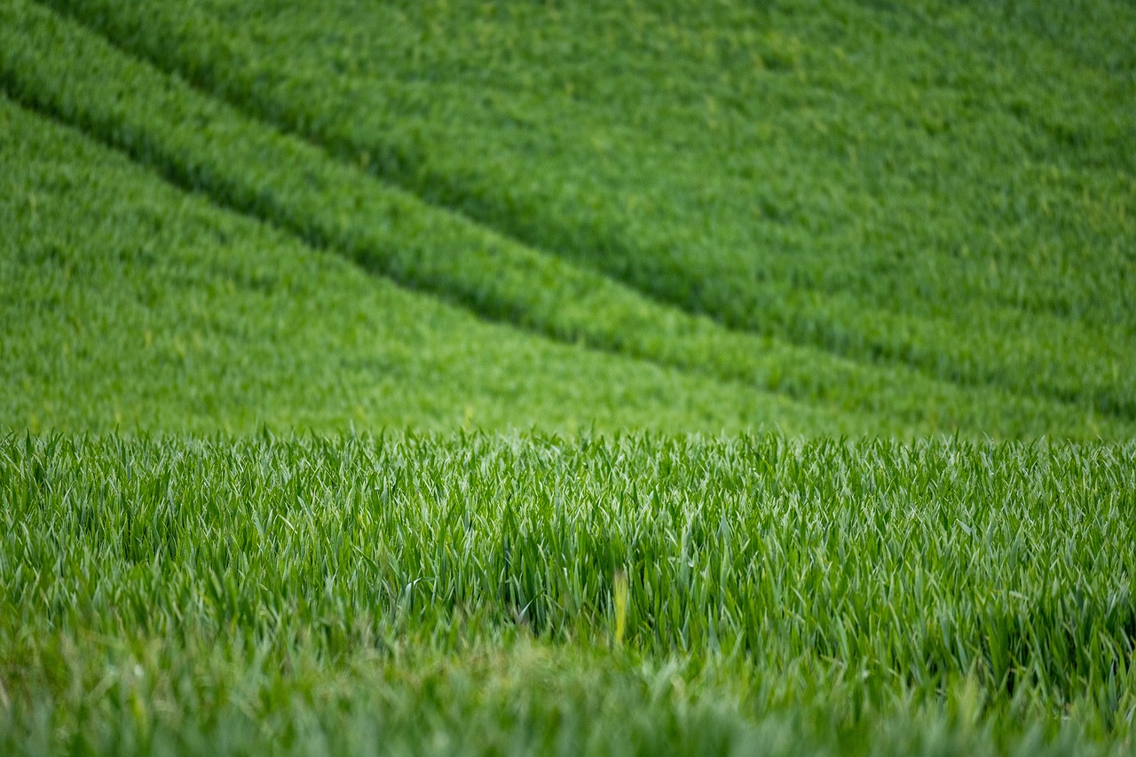 AI in Agriculture: Revolutionising Farming